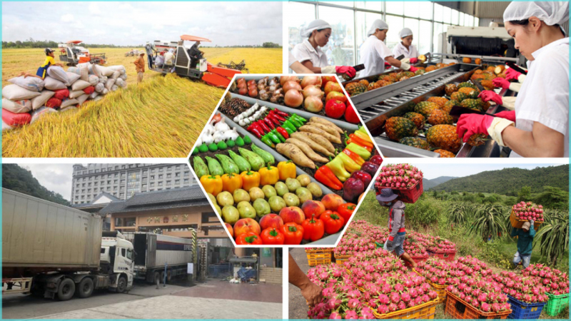 thu_nghiem_vang_o_cadimi_sau_rieng_va_mit_vinacontrol_800
